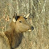 Missouri Department of Conservation is considering an Antlerless Elk Season