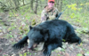 Garith Dedmon of Marshfield harvested this female black bear on private land in Douglas County (Zone 1) on Oct. 19. (Photo Courtesy of MO Dept. of Conservation)